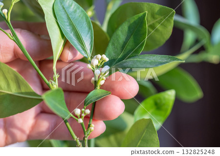Arm touching ready to bloom citrus calamondin tree with buds and fragrant flowers closeup 132825248