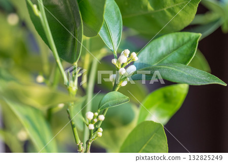 Ready to bloom citrus calamondin tree with buds and fragrant flowers closeup 132825249