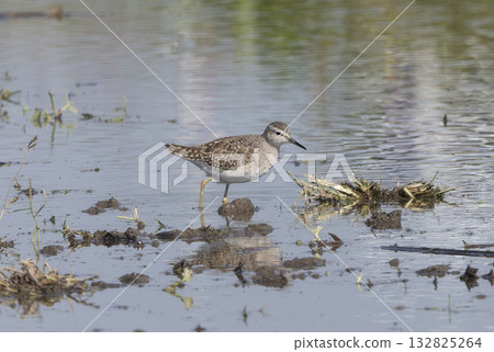 一隻鵪鶉在蓮藕田尋找食物 132825264
