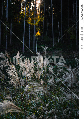 Silver grass shining in the setting sun [Nagano Prefecture] 132825280