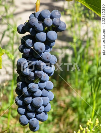 Close-up of ripe bunch of dark wine grapes growing on a vine on a sunny day Close-up of ripe bunch of dark wine grapes growing on a vine on a sunny day 132825350
