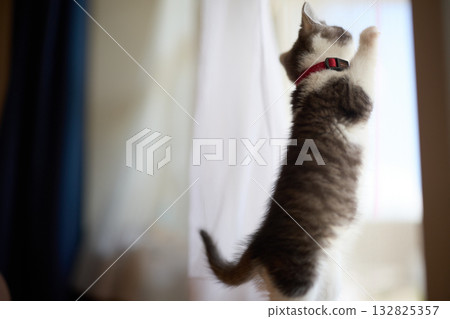 一隻貓正在抓撓紗門 132825357