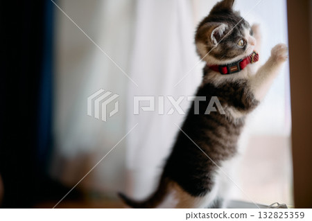 一隻貓正在抓撓紗門 132825359