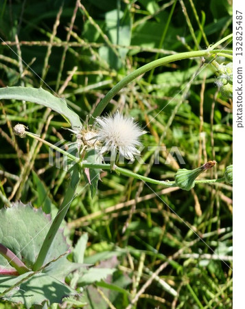 A close-up photo of a mature Sonchus oleraceus seed head with delicate white fluffy pappus ready to be dispersed by the wind 132825487