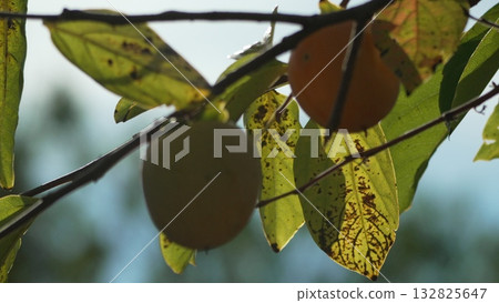 Persimmon Ripening Tree: Orange and green fruit on sunlit branches, vibrant leaves outdoors, showcasing autumn. 132825647