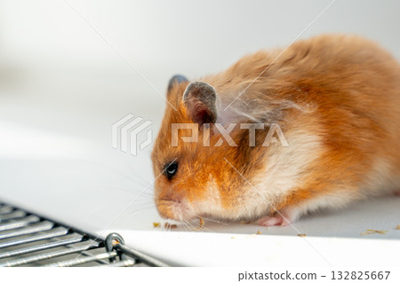 Hamster, pet, animal, small brown golden hamster foraging on a clean white surface with natural light and copy space. 132825667