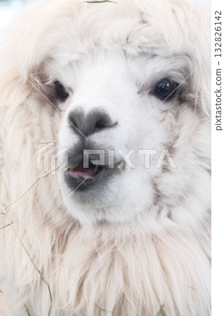 Alpaca 132826142