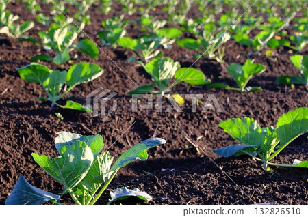 Newly planted fields lined up in a regular pattern Newly planted fields lined up in a regular pattern 132826510