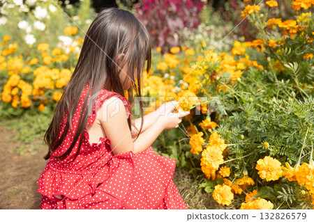 A 3-year-old girl in a red dress is fascinated by the flowers she is holding in her hands in a flower field 132826579