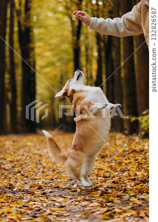 Woman training welsh corgi pembroke in autumn forest, giving treat during walk among golden leaves Woman training welsh corgi pembroke in autumn forest, giving treat during walk among golden leaves 132826587