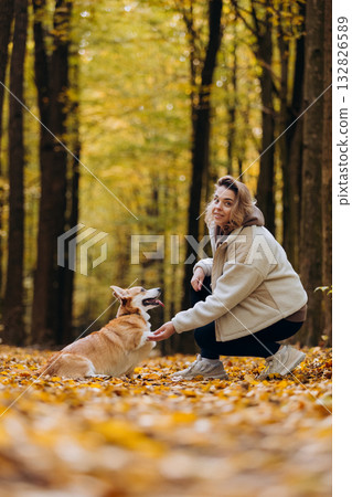 Cheerful corgi dog sitting in autumn forest giving paw to woman during walk on sunny day 132826589
