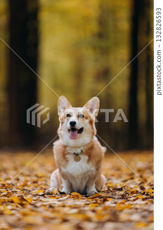 Cute corgi sitting on forest path covered with yellow autumn leaves, looking at camera 132826593