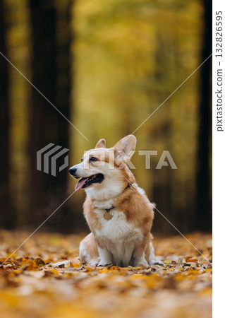 Happy welsh corgi pembroke dog sitting on autumn path in forest with yellow leaves and warm sunlight 132826595