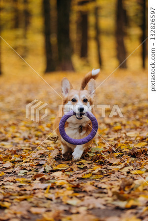 Smiling corgi dog with purple ring toy running through autumn forest covered in golden leaves Smiling corgi dog with purple ring toy running through autumn forest covered in golden leaves 132826597