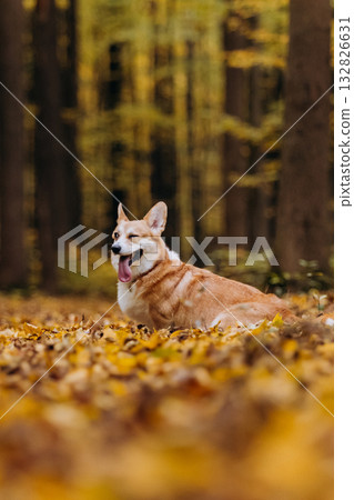 Welsh Corgi pembroke dog sitting sideways on autumn forest path covered with golden yellow leaves 132826631