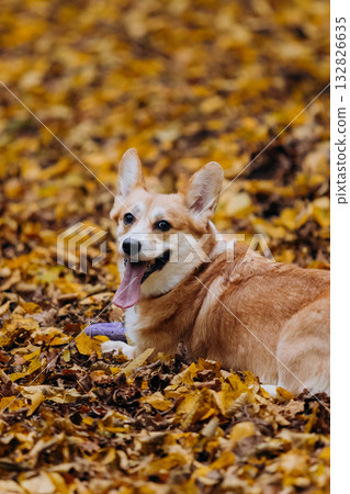 Adorable Corgi dog resting in autumn leaves after playtime with purple puller toy in forest park Adorable Corgi dog resting in autumn leaves after playtime with purple puller toy in forest park 132826635