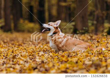 Welsh Corgi pembroke dog sitting sideways on autumn forest path covered with golden yellow leaves Welsh Corgi pembroke dog sitting sideways on autumn forest path covered with golden yellow leaves 132826638