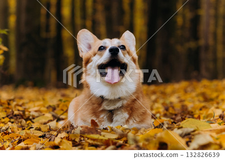Happy welsh corgi pembroke dog sitting on autumn path in forest with yellow leaves and warm sunlight Happy welsh corgi pembroke dog sitting on autumn path in forest with yellow leaves and warm sunlight 132826639