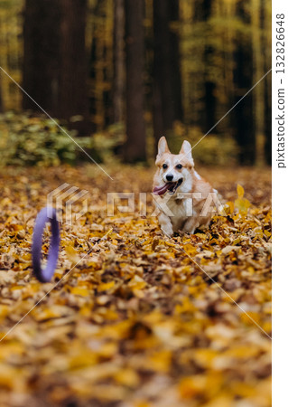 Playfull Corgi dog playing fetch in autumn forest, jumping into leaves to catch purple puller toy Playfull Corgi dog playing fetch in autumn forest, jumping into leaves to catch purple puller toy 132826648