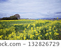 Rape blossoms blooming on the bank 132826729