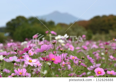 Cosmos Cosmos 132826888