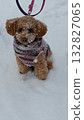 玩具貴賓犬在雪地裡玩耍 132827065