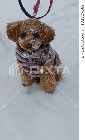 玩具貴賓犬在雪地裡玩耍 132827065