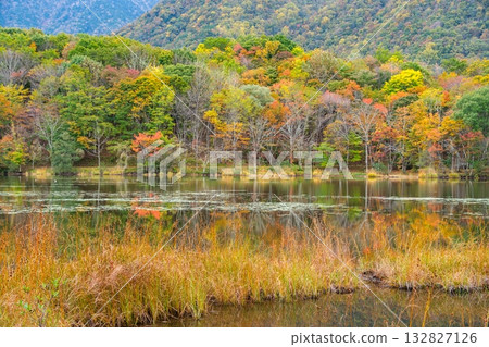 閃亮的森林 132827126