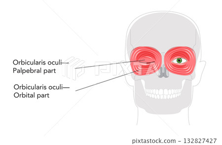 Orbicularis oculi palpebral orbital part - Eye muscle section gently closing eyelids during blinking depicted in labeled 132827427