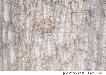 老銀杏樹的樹皮－明亮，低飽和度 132827429