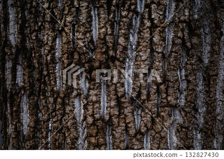 老銀杏樹的樹皮－顏色深，飽和度高 132827430