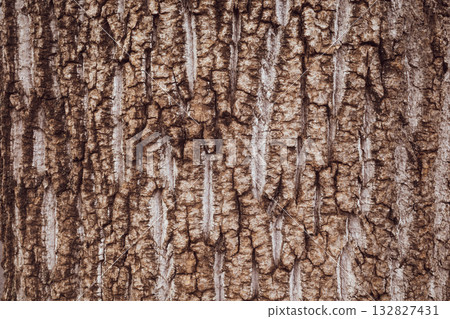 老銀杏樹皮的暖色調 132827431