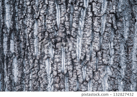老銀杏樹的樹皮，顏色清冷。 132827432