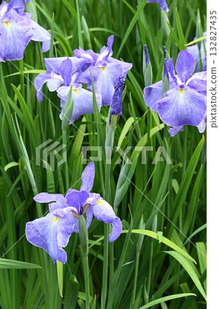 Aoyagi and Iris Aoyagi and Iris 132827435