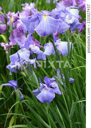 Aoyagi and Iris Aoyagi and Iris 132827437