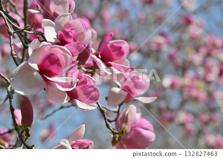 Purple magnolia in full bloom, photographed with a 105mm lens Purple magnolia in full bloom, photographed with a 105mm lens 132827463
