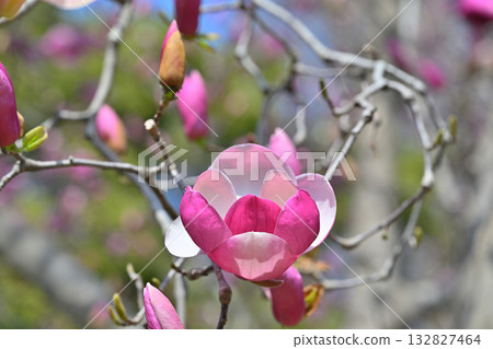 盛開的紫色玉蘭花，以105毫米鏡頭拍攝 132827464