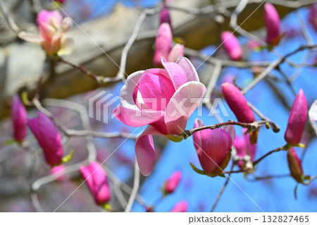 Purple magnolia in full bloom, photographed with a 105mm lens 132827465