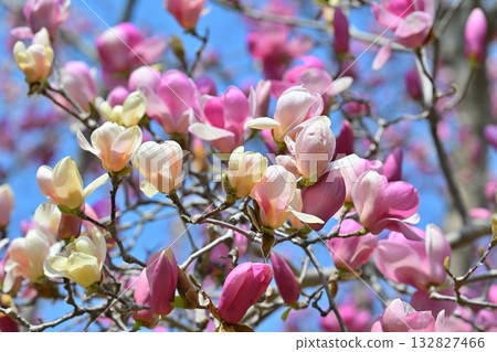 盛開的紫色玉蘭花,以105毫米鏡頭拍攝 盛開的紫色玉蘭花,以105毫米鏡頭拍攝 132827466