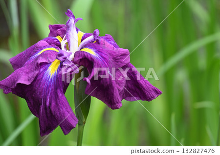 Red Hange and Iris Red Hange and Iris 132827476