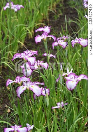First red irises and Japanese irises First red irises and Japanese irises 132827480
