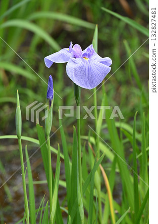 大佐川和鳶尾花 大佐川和鳶尾花 132827481