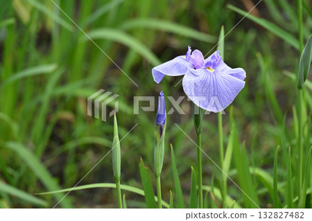 Osasagawa River and Iris Osasagawa River and Iris 132827482
