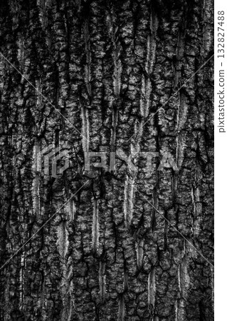 Bark of an old ginkgo tree, vertical, dark black and white Bark of an old ginkgo tree, vertical, dark black and white 132827488
