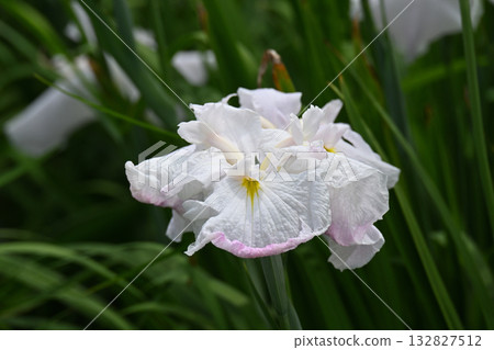 黎明和鳶尾花 132827512