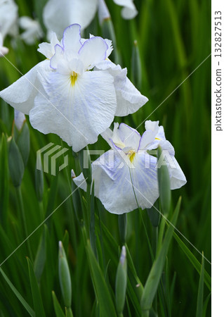 Water cool flower and iris 132827513