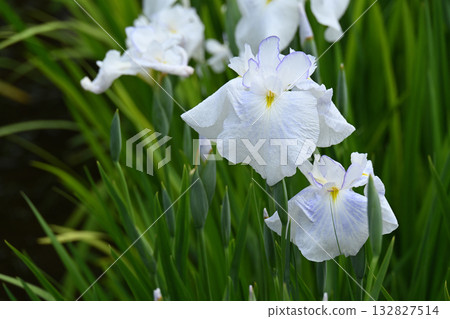 Water cool flower and iris Water cool flower and iris 132827514