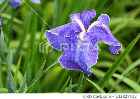 Aoyagi and Iris Aoyagi and Iris 132827518