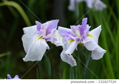 Sunset and Iris Sunset and Iris 132827520