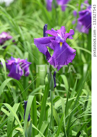 Asahimaru - Iris Asahimaru - Iris 132827543